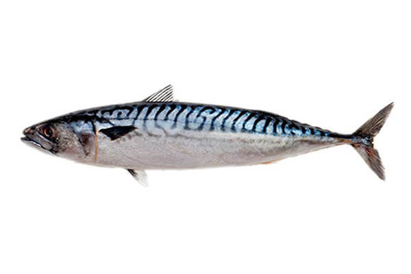 Mackerel Fish 20kg Carton 200-400g