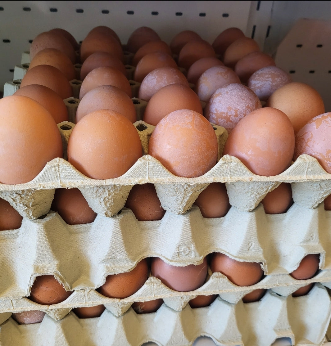 Egg 1x 30