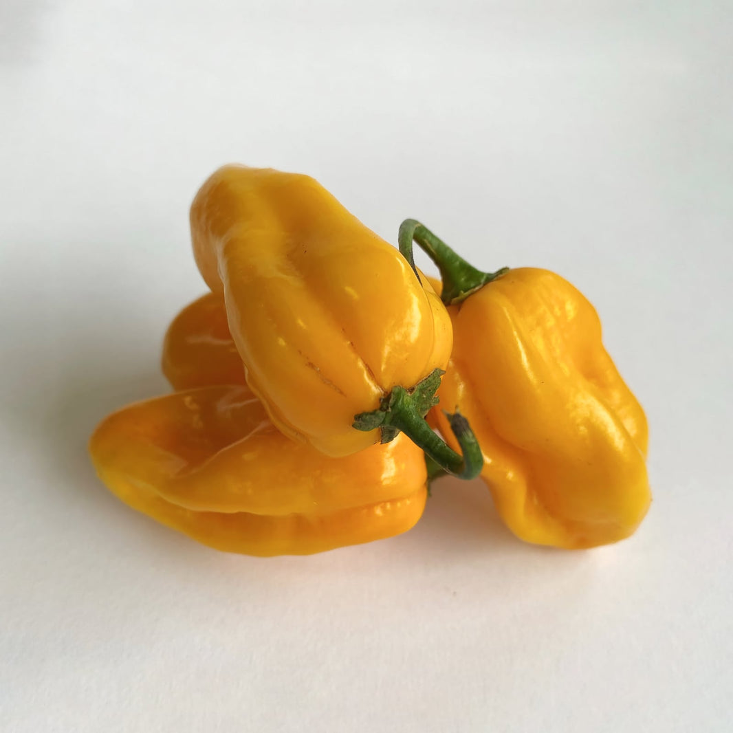 Habanero Yellow 1kg