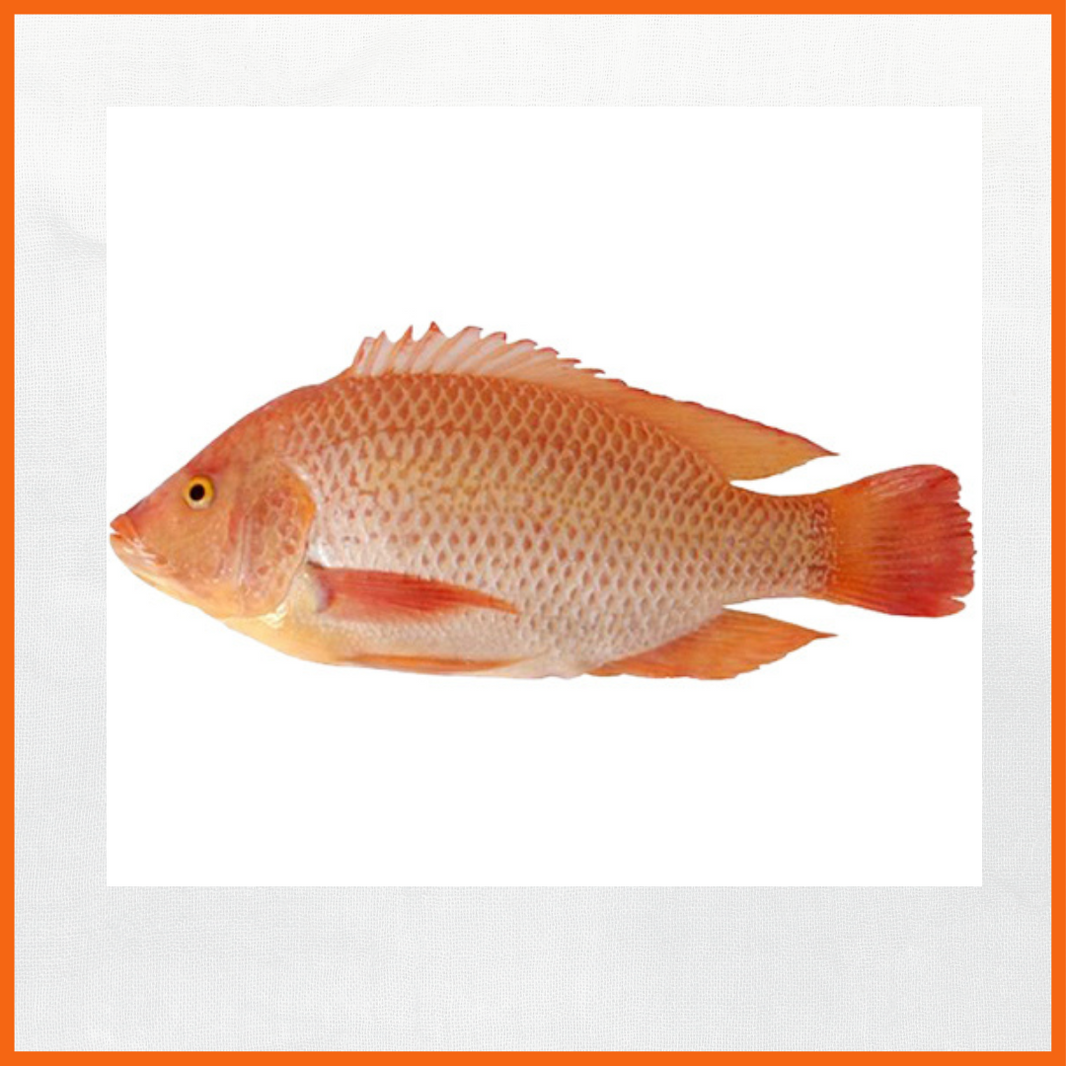 Tilapia Rød 500/800g Hel 