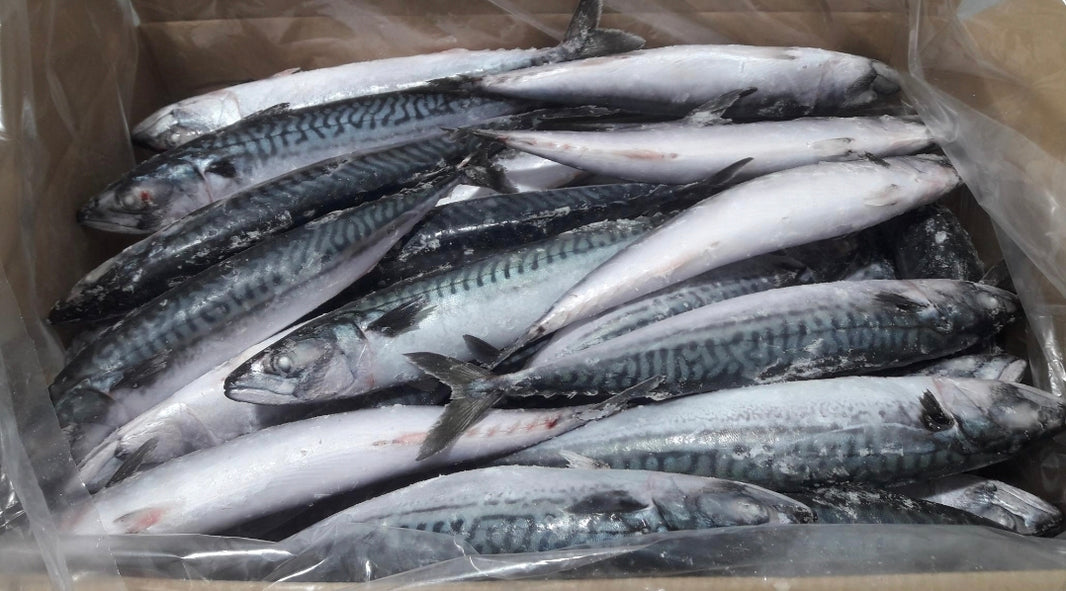 Mackerel Fish 20kg Carton 200-400g
